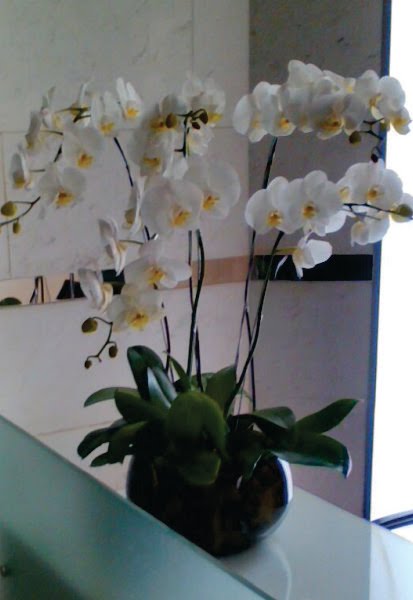 Sewa Tanaman Anggrek Indoor Kantor Jakarta