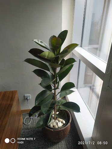 Tanaman Hias Lantai Kantor Indoor