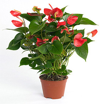 Tanaman Meja Indoor Kantor